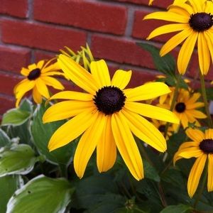 Meet your Posher, Jane